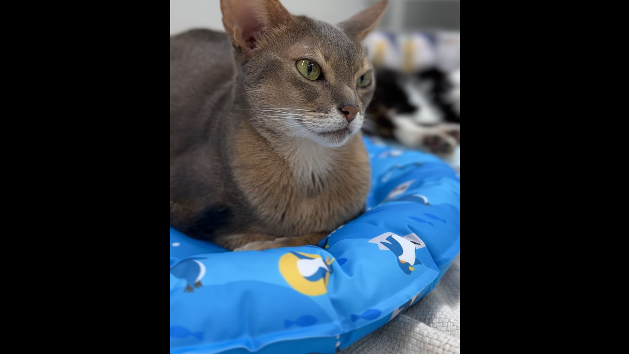 Amazon.co.jp: ペティオ (Petio) 犬猫用ベッド ひんやり ラウンド